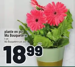 Metro PLANTE EN POT MA BOUQUETERIE | MA BOUQUETERIE POT PLANT offer