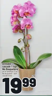 Metro ORCHIDÉE CASCADE 1 TIGE MA BOUQUETERIE | MA BOUQUETERIE 1 STEM CASCADE ORCHID offer