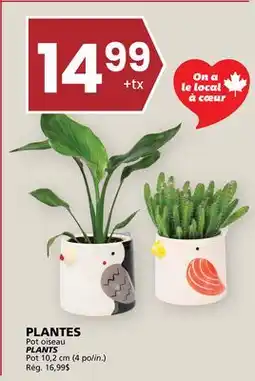 Rachelle-Bery Grocery PLANTS offer