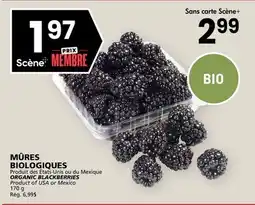 Rachelle-Bery Grocery ORGANIC BLACKBERRIES offer