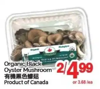 T&T Supermarket Organic Black Oyster Mushroom offer