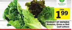 Foodland Romaine, Green or Red Leaf Lettuce offer