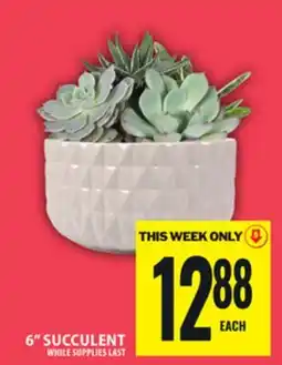 Food Basics 6 SUCCULENT offer