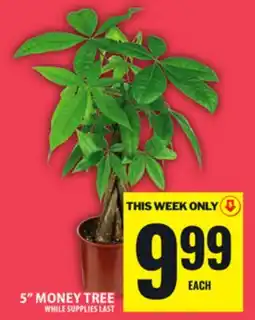 Food Basics 5 MONEY TREE offer