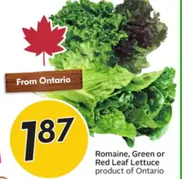 Sobeys Romaine, Green or Red Leaf Lettuce offer
