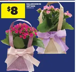Real Canadian Superstore KALANCHOE IN GIFT BOX offer