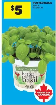 Real Canadian Superstore POTTED BASIL, 6 INCH offer
