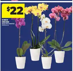 Real Canadian Superstore ORCHID, 5 INCH offer