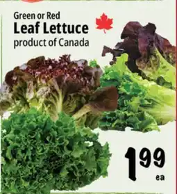 Farm Boy Green or Red Leaf Lettuce offer