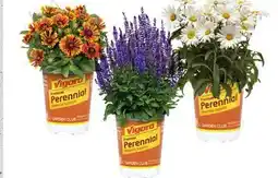 Home Depot Vigoro perennials 16cm pot offer