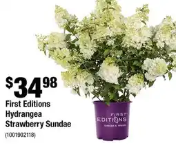Home Depot First Editions hydrangea strawberry sundae offer