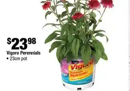 Home Depot Vigoro perennials offer