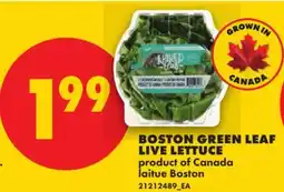 No Frills BOSTON GREEN LEAF LIVE LETTUCE offer
