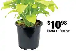Home Depot Hosta 16cm pot offer