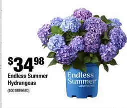 Home Depot Endless summer hydrangeas offer