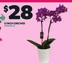 Loblaws 5 INCH ORCHID offer