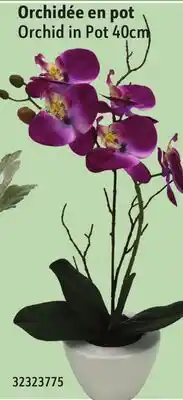 Sushi Shop Orchid in Pot 40cm offer