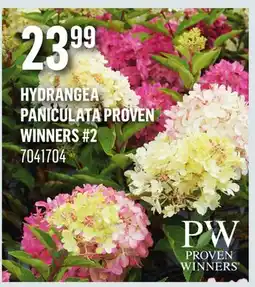 Canac Hydrangea Paniculata Proven Winners #2 offer