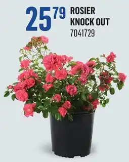 Canac Rosier knock out offer