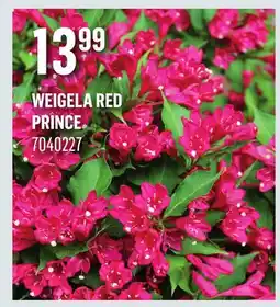 Canac Weigela Red Prince offer