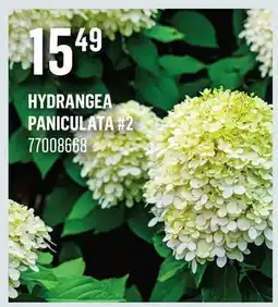 Canac HYDRANGEA PANICULATA #2 offer