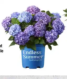 Home Depot Endless summer offer
