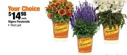 Home Depot Vigoro perennials 16cm pot offer