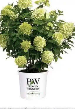 Home Depot Proven winners limelight offer