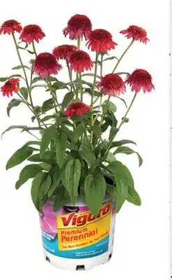 Home Depot Vigoro perennials 23 cm pot offer