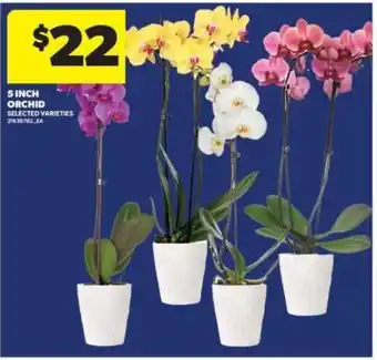 Real Canadian Superstore 5 INCH ORCHID offer