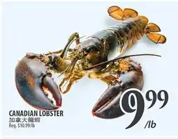 Al Premium Food Mart CANADIAN LOBSTER offer