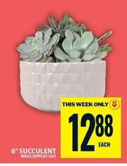 Food Basics 6 Succulent offer