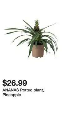 IKEA ANANAS Potted plant, Pineapple offer