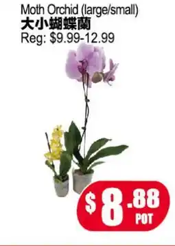 Yuan Ming Supermarket Moth Orchid (large/small) offer
