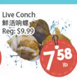 Fresh Palace Supermarket Live Conch offer