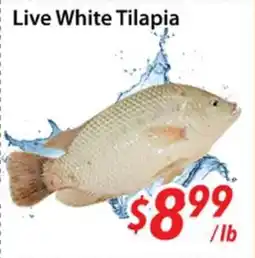 Bestco Food Mart Live White Tilapia offer