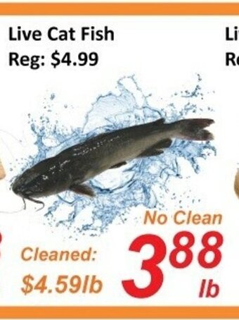 Fresh Win Foodmart Live Cat Fish offer