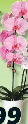 IGA INFUSED ORCHID offer