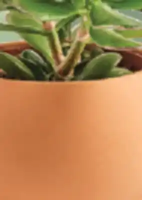 IGA SUCCULENTE offer