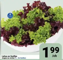 Pasquier Laitue en feuilles rouges ou vertes offer