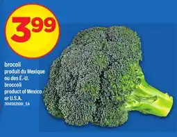 Maxi BROCOLI | BROCCOLI offer