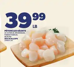 Provigo PÉTONCLES GÉANTS, 25-35 PAR LB | SEA SCALLOPS offer