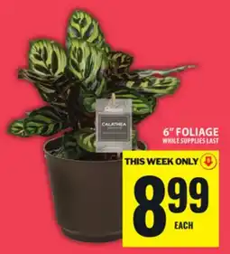 Food Basics 6 FOLIAGE offer