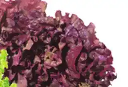Food Basics GREEN OR RED LEAF LETTUCE offer
