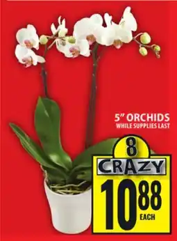 Food Basics 5 ORCHIDS offer