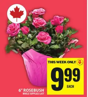 Food Basics 6 ROSEBUSH offer