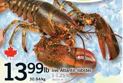 Fortinos LIVE ATLANTIC LOBSTER, 1-1.25 lb offer