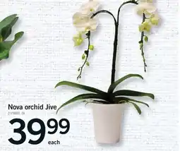 Fortinos NOVA ORCHID JIVE offer