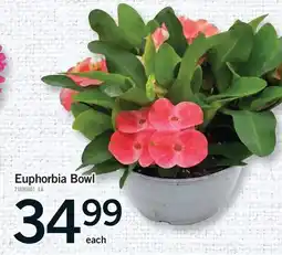 Fortinos EUPHORBIA BOWL offer