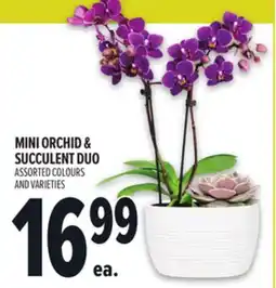 Metro MINI ORCHID & SUCCULENT DUO offer